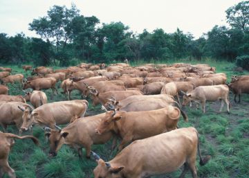 No culpen al pastoreo del cambio climático