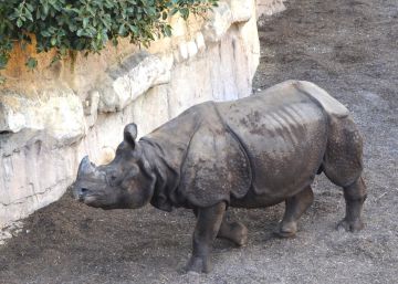 ‘Tarun’, un rinoceronte indio para formar familia en Benidorm