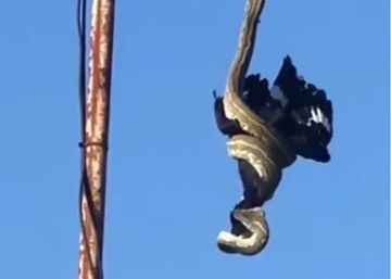 Una mujer graba a una pitón comiéndose un pájaro en su tejado