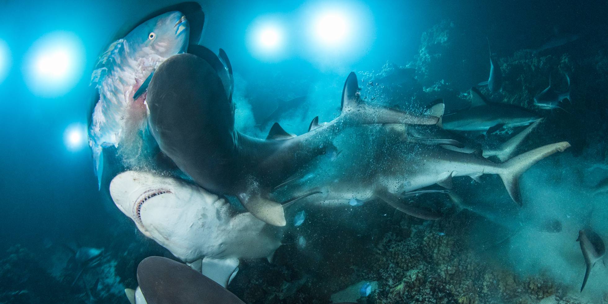 Las imágenes ganadoras del 'Underwater Photographer of the Year' 2019