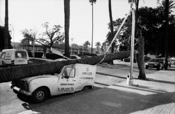 Furgoneta aplastada por una palmera el 25 de febrero de 1989 en Valencia, donde ese día hubo más de un centenar de rachas de viento superiores a los 100 kilómetros por hora.