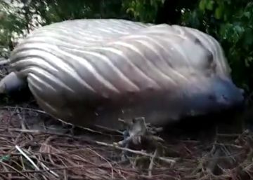 La misteriosa aparición de una ballena jorobada en plena selva amazónica