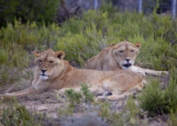 Los leones ‘españoles’ ‘Vigo’ y ‘Kumba’ se retiran a la isla de Wight