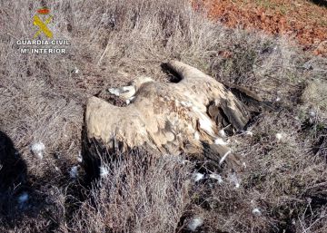 La Guardia Civil halló 70 animales envenenados a lo largo de 2018