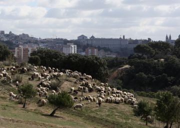 Las ovejas vuelven a pastar en la Casa de Campo