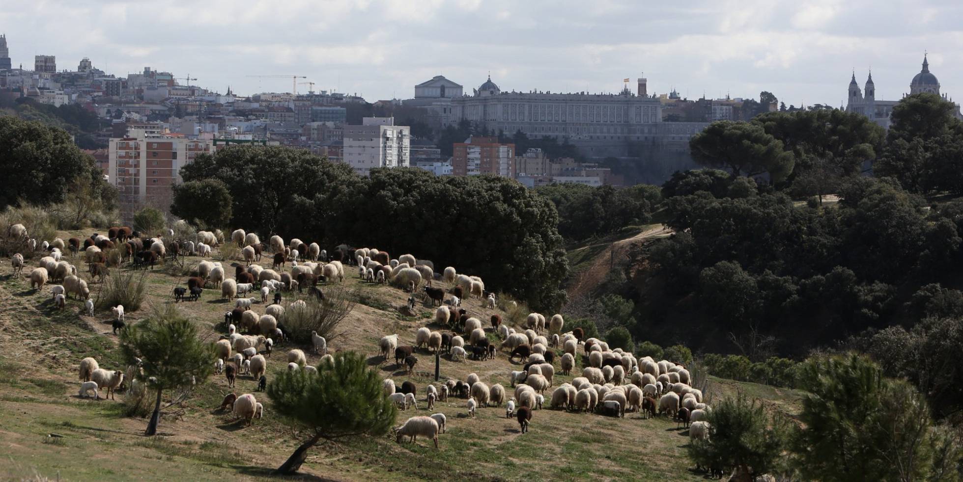 El rebaño de ovejas que se podran apadrinar, en la Casa de Campo de Madrid.