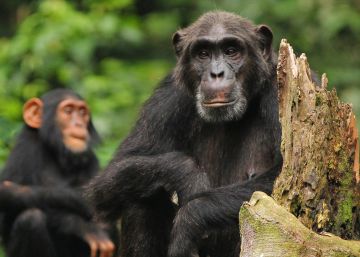 Os chimpanzés têm cultura e está em perigo