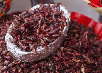 Insectos