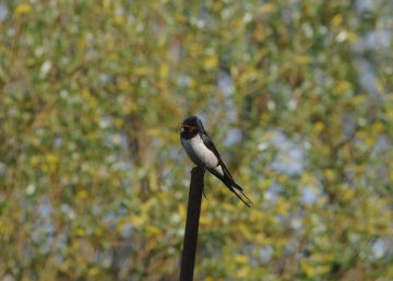Las aves migratorias regresan cada vez antes