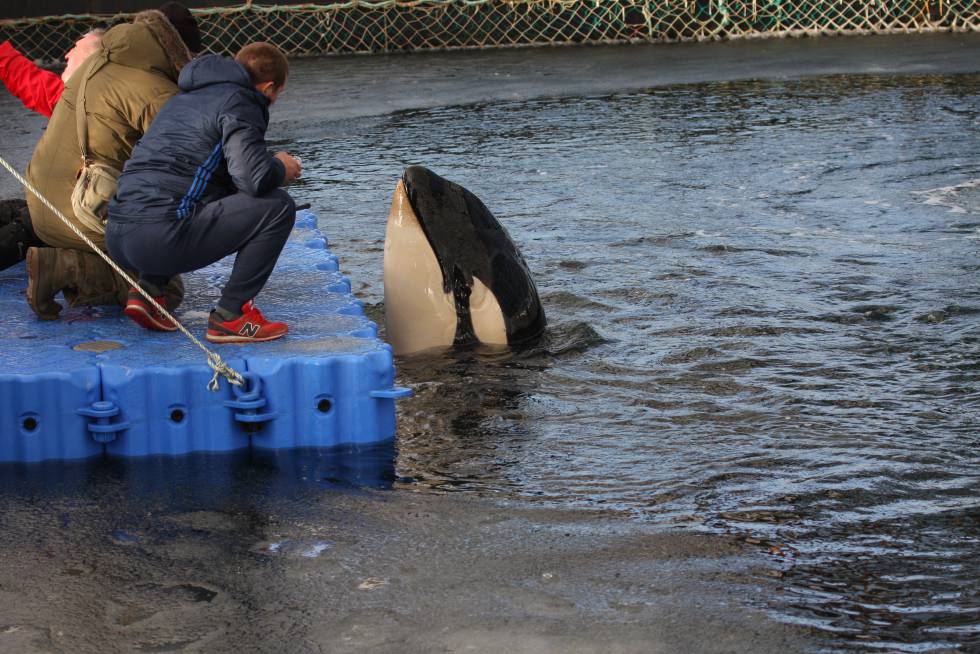 Una orca en uno de los corrales marinos en una imagen tomada por la ONG Sakhalin Environment Watch a finales de enero.