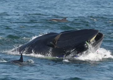 Una ballena apresa a un submarinista en Sudáfrica y lo escupe momentos después