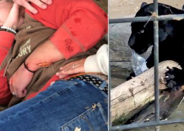 Un jaguar ataca a una mujer que quería hacerse un ‘selfie’ en su jaula