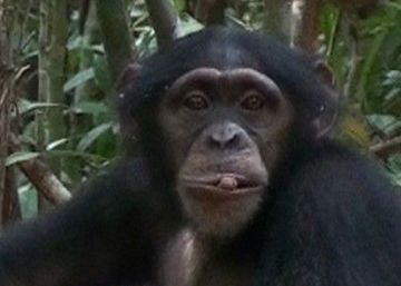 Los grandes simios saben si les están haciendo un ‘robado’