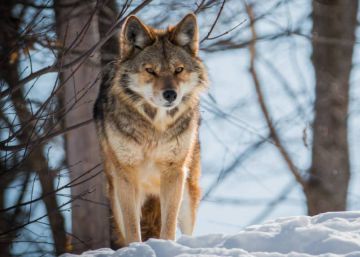Polémica en Canadá por los concursos para matar al mayor número de lobos, pumas o coyotes