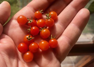 El lujo en un tomate