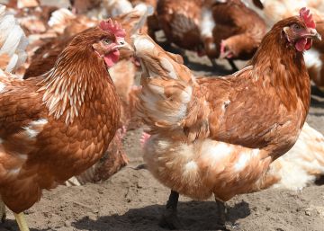 Galinhas se unem e matam a bicadas raposa que invadiu galinheiro