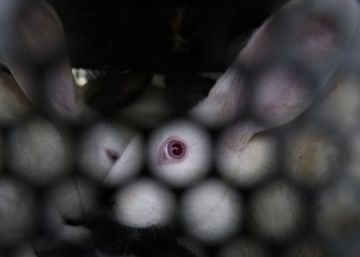 Qué es el especismo y por qué deberíamos rechazarlo