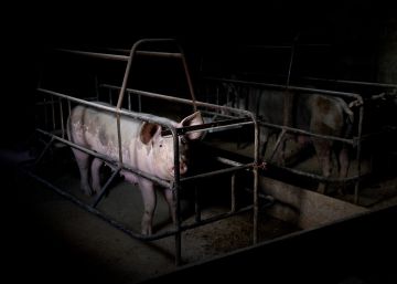 Cada dia mais pessoas acreditam que os animais importam tanto como seres humanos