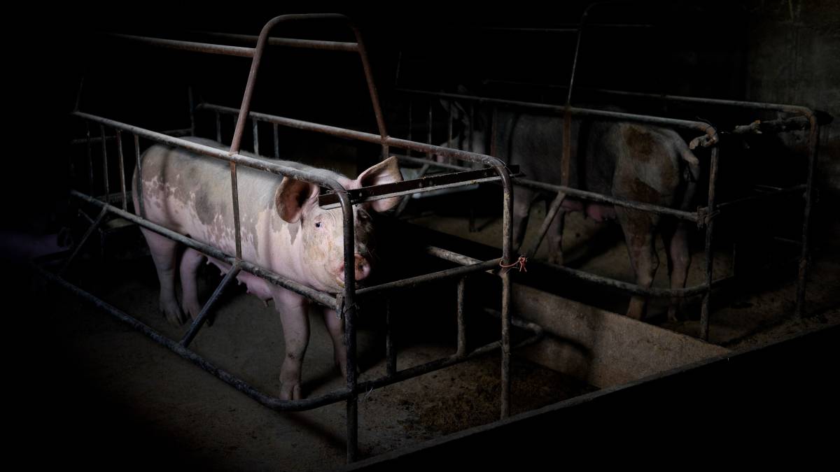 ¿Quién defiende a los animales?