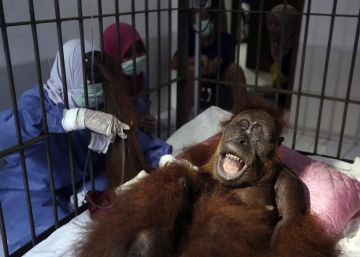 ‘Hope’, la orangutana que sobrevivió a 74 disparos de perdigón en Indonesia