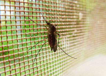 Así burlan los mosquitos el veneno de los insecticidas