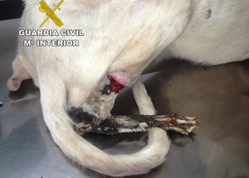 Perro afectado por necrosis en una pata, localizado por la Guardia Civil en Vinaròs.