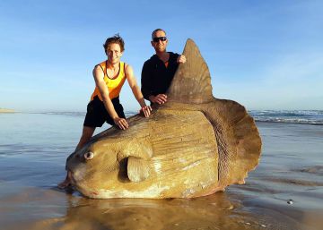 Dos pescadores hallan un pez luna de dos metros en la costa de Australia