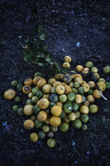 Así se construye un perfume con la bergamota, el fruto único de Calabria