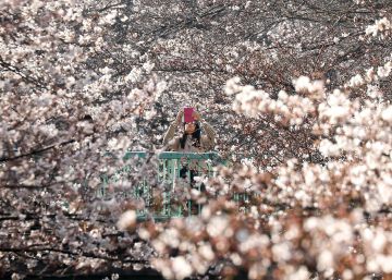 ‘Hanami’, a tradição japonesa das cerejeiras em flor