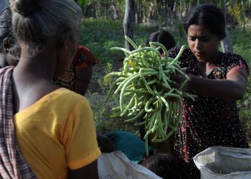 La misteriosa enfermedad latinoamericana que se acaba de detectar en India