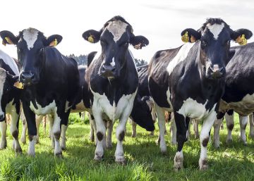 ¿Ya no hay vacas locas?
