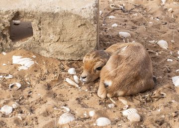 Gacelas de ascendencia española en peligro crítico de extinción