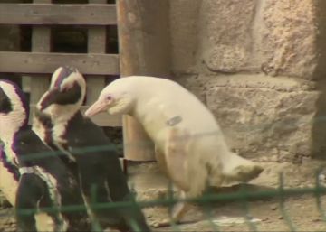 El único pingüino albino en cautividad debuta en un zoo de Polonia