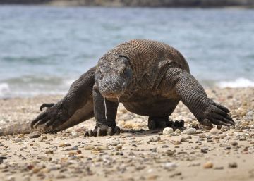 Indonesia planea cerrar la isla de Komodo para proteger a los dragones