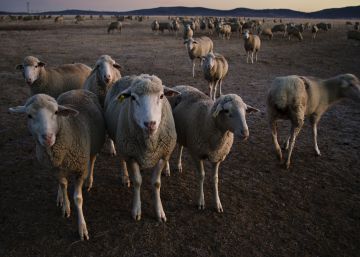 La encina de las mil ovejas
