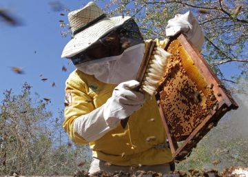 Ya no hay abejas, solo verano