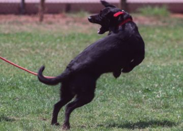 Holanda prohíbe el uso de collares eléctricos para perros