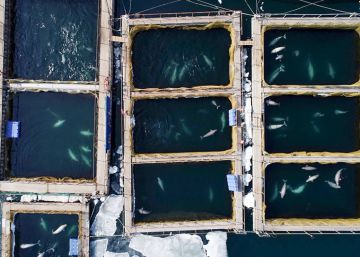 Rusia ordena la liberación de las ballenas ‘encarceladas’ en el lejano oriente