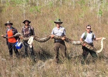 Una pitón de récord: 5,2 metros, 63 kilos y 73 huevos