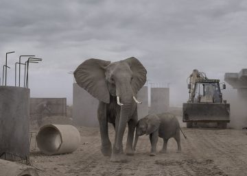 A invasão humana, a maior ameaça ao mundo animal na África