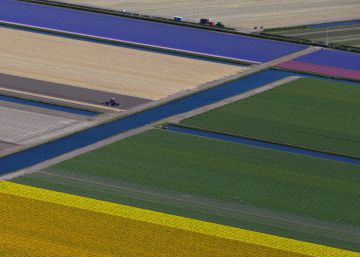 Holanda se tiñe de color con sus tulipanes
