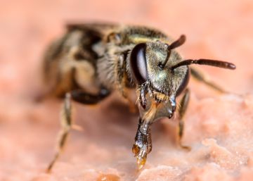 Cuatro abejas vivían en el ojo de una mujer taiwanesa
