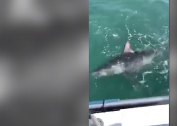 Salir a pescar y encontrarse con un enorme tiburón de 230 kilos