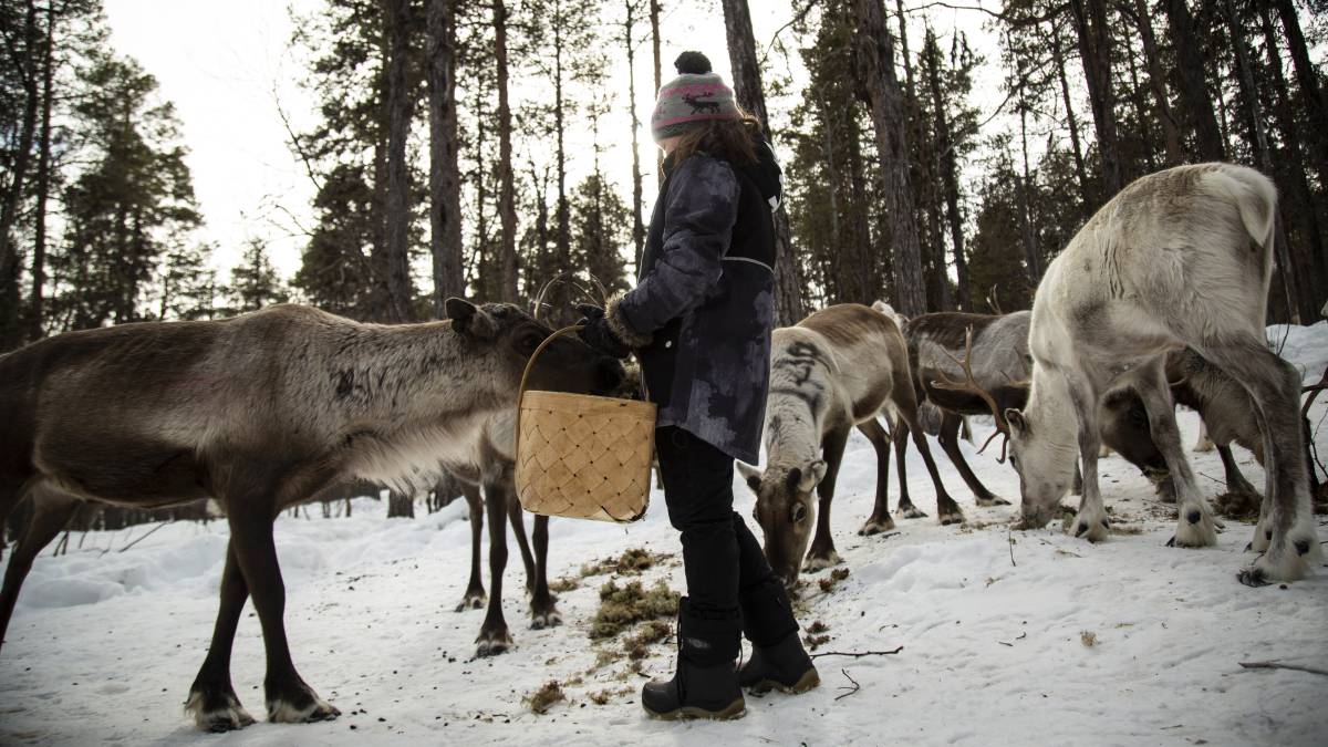 Una niña sami da de comer liquen a los renos que su familia cria en la cooperativa de Mudsjävri, en Laponia (Finlandia) el 10 de abril de 2019.