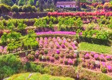 El impresionante paisaje que la primavera deja a su paso en China