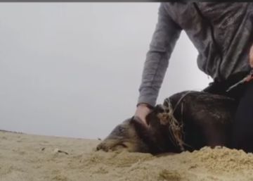 Un hombre salva a una foca que tenía un sedal de pesca alrededor del cuello