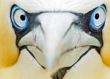 A arte de fotografar aves