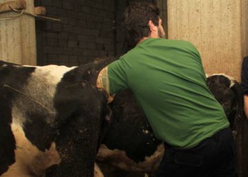 The Spanish volunteer vets taking care of livestock in Lebanon