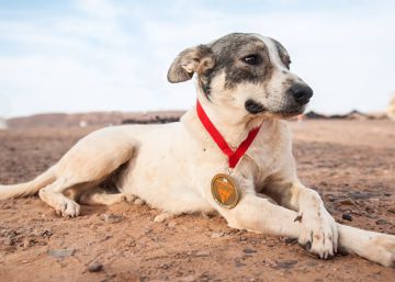 Cactus, el primer perro que ha completado en seis días uno de los maratones más duros del mundo