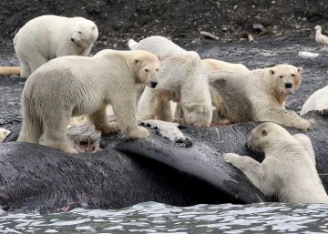 Por qué los osos polares son el canario del Ártico
